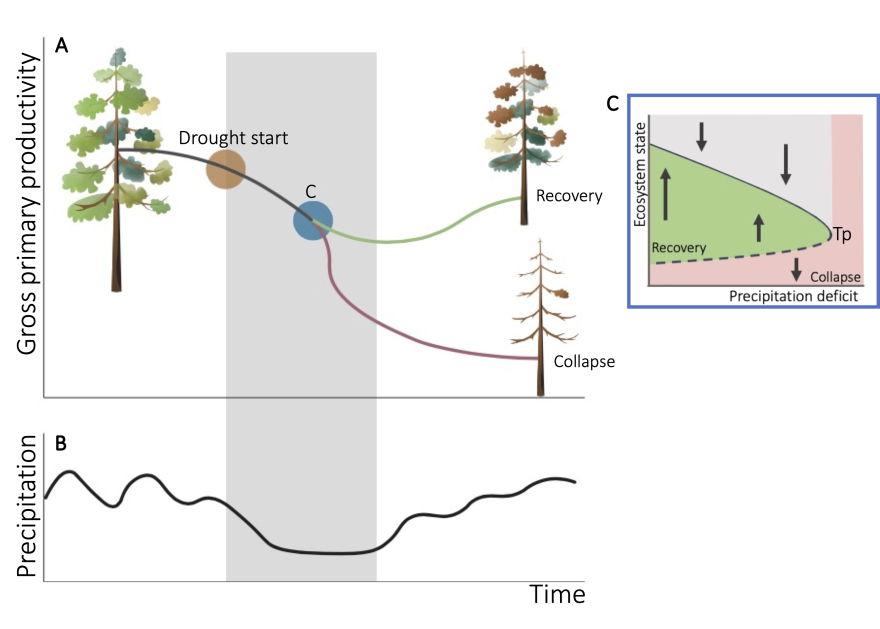 A graphic shows three pine trees with varying amounts of leaves and squiggly lines demonstrating different scenarios for tree health.