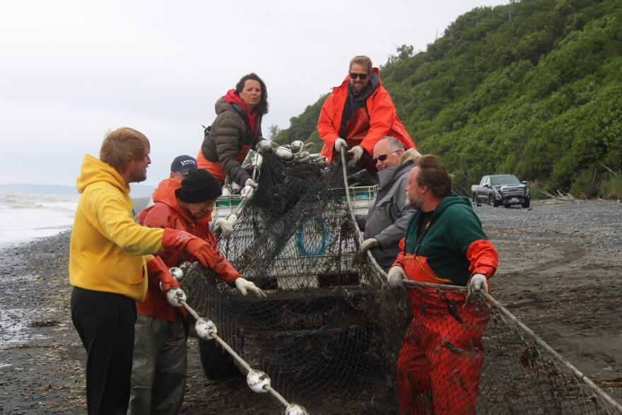 Cook Inlet east side setnet fishermen deploy a beach seine full of kelp on Wednesday, July 9, 2025 in Clam Gulch, Alaska.