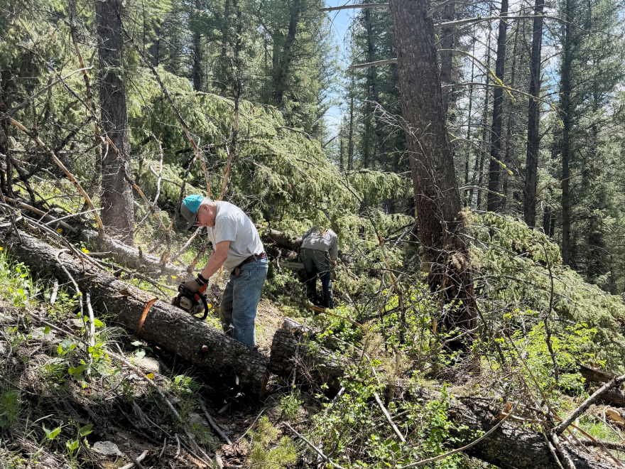 A man uses a chainsaw on a downed tree in the forest, with another man doing the same in the background. There are several downed trees all around them.