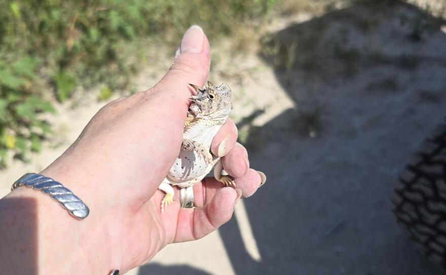 A grown Texas horned lizard