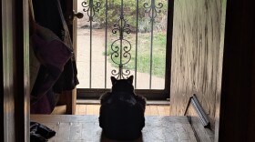 Cat looking longingly outside.