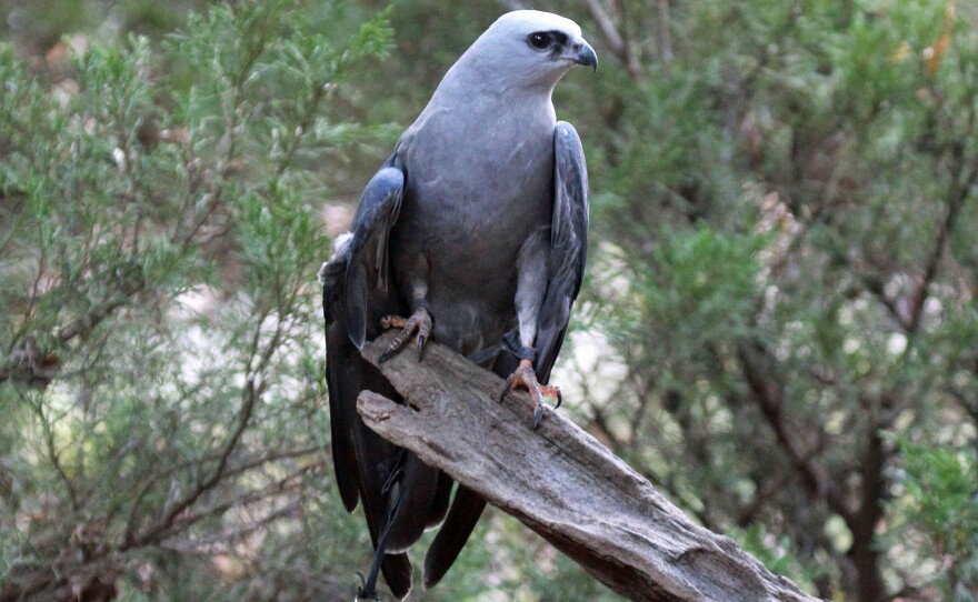 Mississippi kite (Ictinia mississippiensis) - Carolina Raptor Center at Huntersville, North Carolina