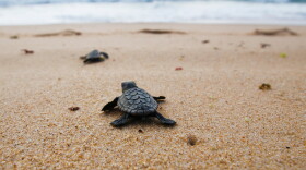 Baby loggerhead turtles crawling to the sea.
