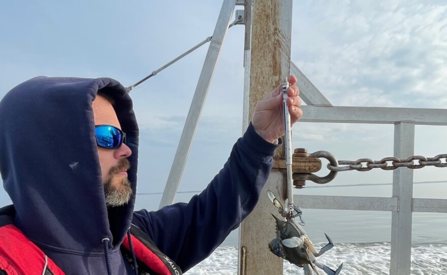 Shaun Miller, a biologist with the Maryland Department of Natural Resources measures blue crabs from the Chesapeake Bay.