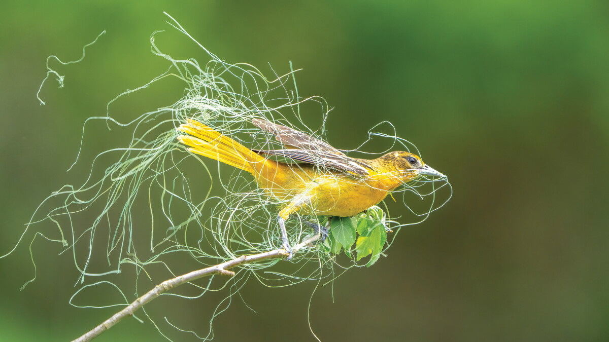 Warren photographer wins national Audubon award for bird photo - Vimarsana News