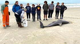 An 8-foot, six-inch male bottlenose dolphin stranded on Atlantic Beach.