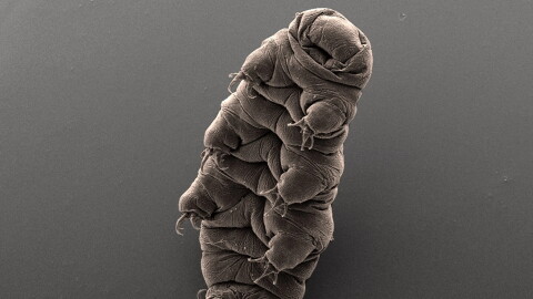 A Tardigrade, also known as water bear due to its shape under a microscope, possess superpowers when it comes to surviving really harsh conditions.