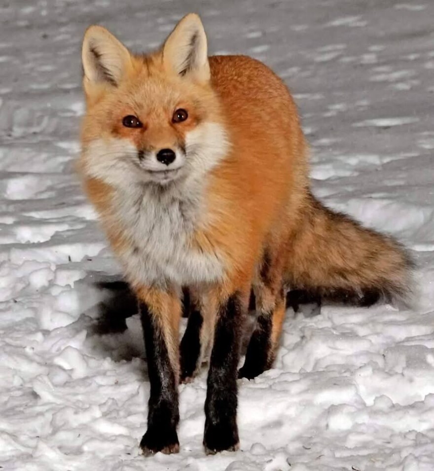 Red fox