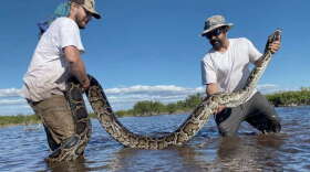 This March 2022 photo provided by the Conservancy of Southwest Florida shows biologists Ian Easterling, left, and Ian Bartoszek with a 14-foot female Burmese python captured in mangrove habitat of southwestern Florida
