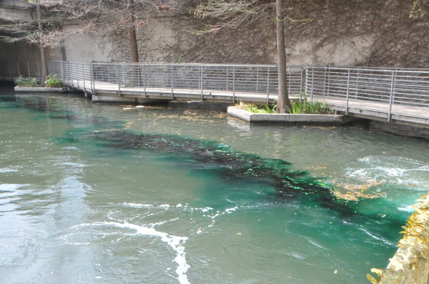 San Antonio traditionally celebrates St. Patrick's Day by dyeing the river green.