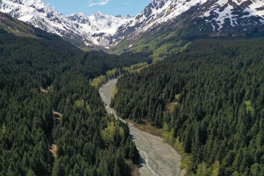 The Baby Brown and Glacier Side timber areas, located in the Haines State Forest.