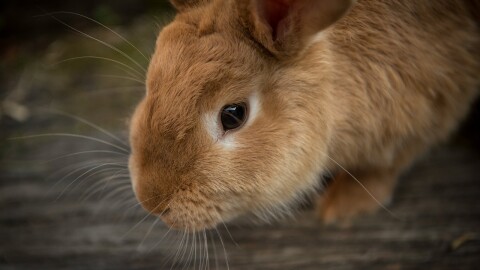 A photo shows a close up of a golden rabbit's face and he stands on grey wood.