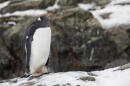 A Gentoo penguin, which researchers divide into four distinct species, one of which was previously unknown to scientists. (Courtesy of Keith Barnes)