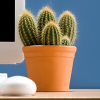 Cactus on a desk.