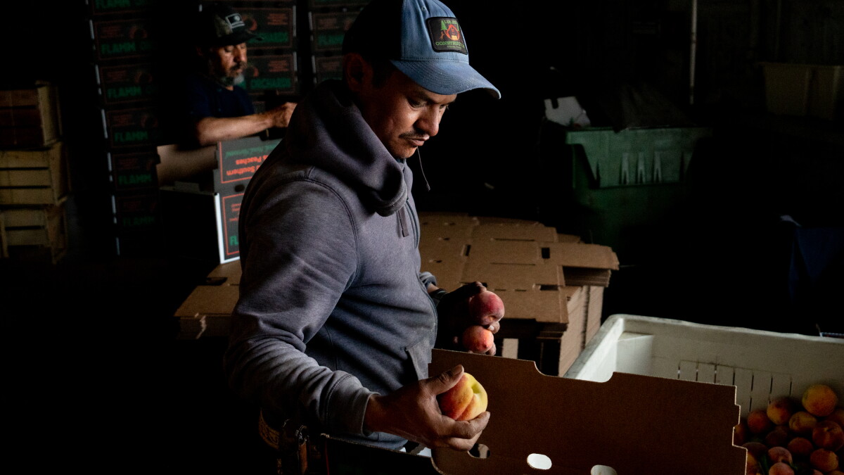 December weather leads to peach shortage in southern Illinois - Vimarsana News