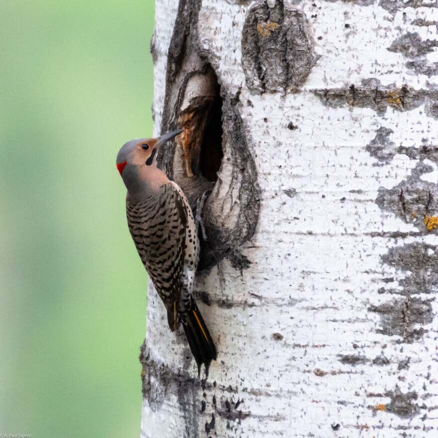 Northern Flicker