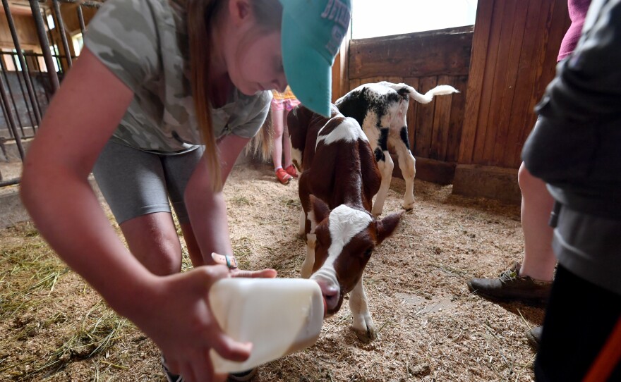 Ivy O’boyle, 9, bottle feeds one of the calves at The Lands at Hillside Farms.