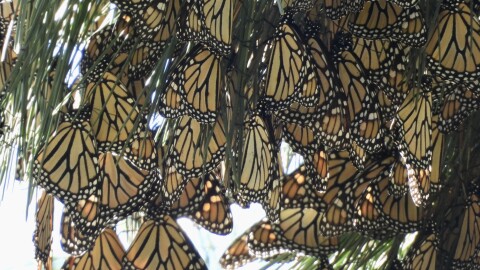 Dozens of monarch butterflies nest on a tree in the shade. 