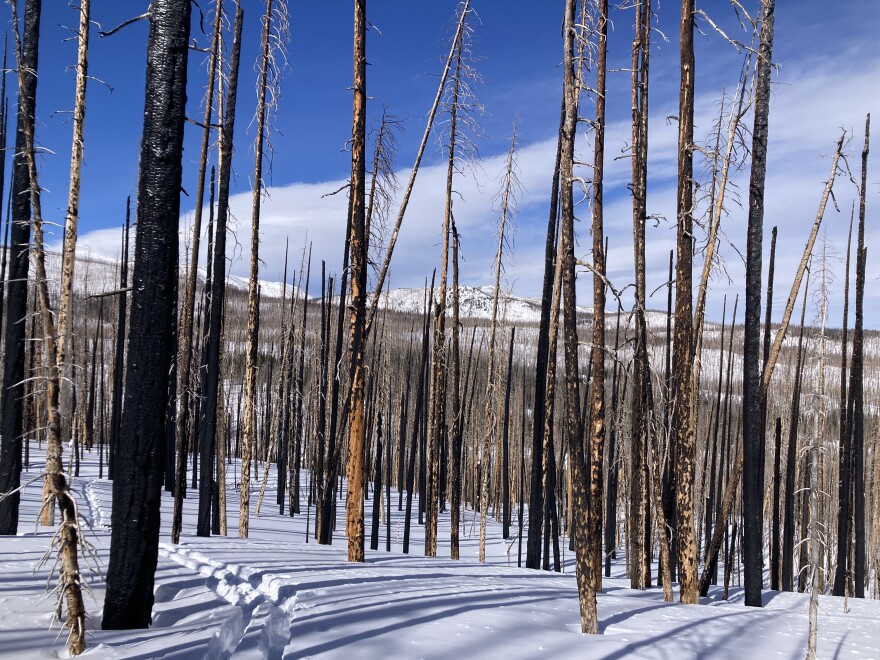A high-severity burn in Colorado’s Rocky Mountains. Wildfires are altering the snowpack, a crucial source of water in the West.