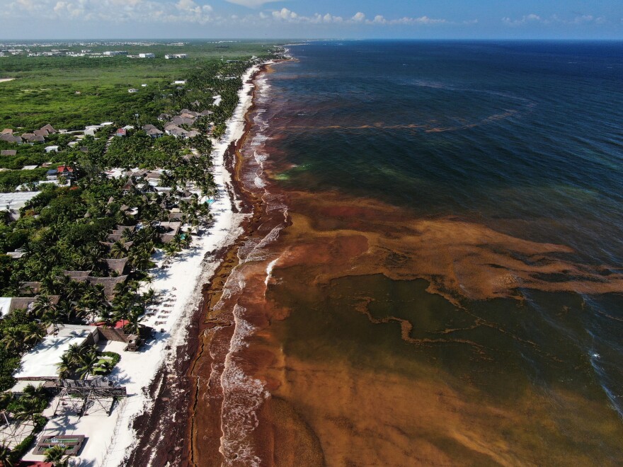 Sargassum gathers in the water off the coast of Tulum, Mexico, Thursday, July 30, 2026.
