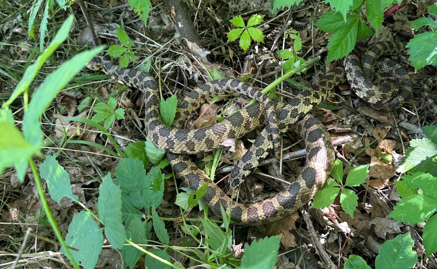 A snake that Smith found resting beneath plants in his yard.