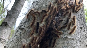 Dozens of brown furry caterpillars, close together, climb up a tree trunk.