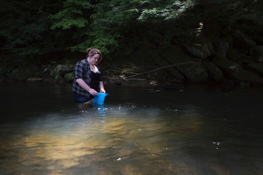 Tawni Duncan keeps a hellbender salamander in the water until it's ready for release.