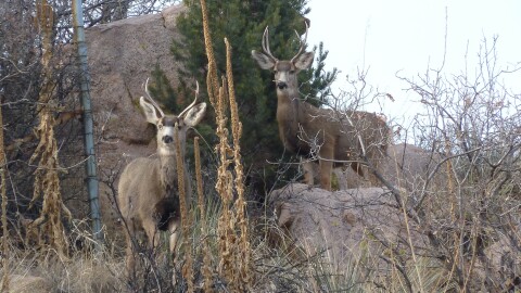 Young bucks in Colorado
