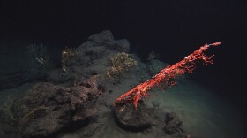 This November 2010 photo, taken in the Gulf of Mexico, shows an overview of the Mississippi Canyon 294 coral community that was discovered in November, 2010 to have been damaged during the Deepwater Horizon oil spill. In the foreground is a large colony of the octocoral Paragorgia, with numerous, smaller, yellow Paramuricea coral colonies with symbiotic brittle stars in the background. The photo was taken via a remote operating vehicle (ROV), at 1390 meters (4500 feet) depth, in the Mississippi Canyon 294 lease block, approximately 10 miles from the site of the former Deepwater Horizon and 130 miles southeast of New Orleans, La. (Lophelia II 2010, NOAA OER, and BOEM, via AP)