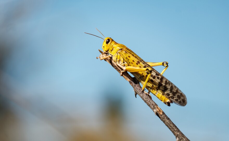 A locust on a shea tree — a source of food and income for farmers.
