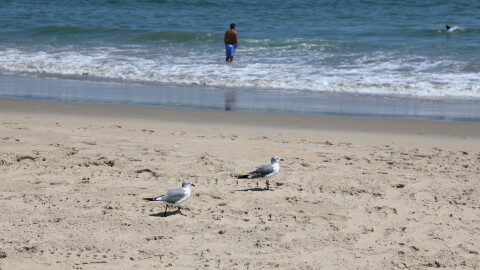 Gulls patrol the beach in Sandbridge in Virginia Beach on Aug. 26, 2026.