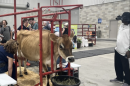 A cow milking demostration at the new Agriculture Center at the Ohio State Fair.