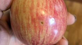 If you have an apple with a worm hole - a little careful work with a knife will allow you to avoid the worm and enjoy the the taste.