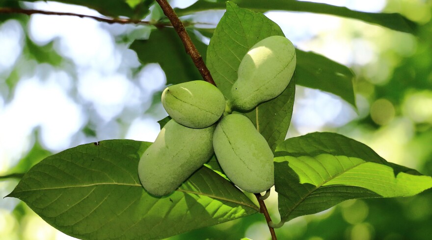 A "hand" of Pawpaw fruit.