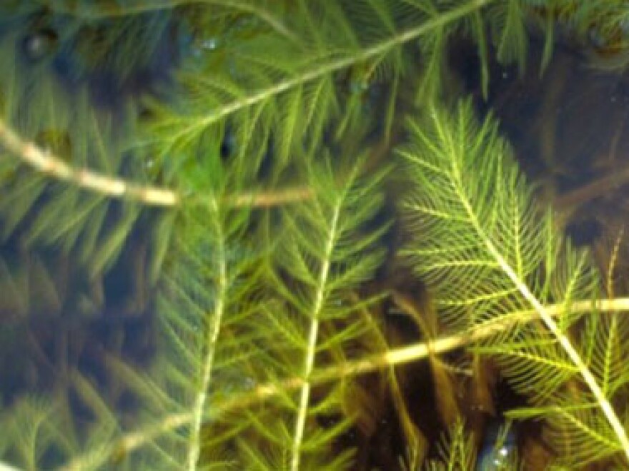 eurasian milfoil invasive species