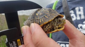 Washburn University faculty and students study box turtles in Kansas and Nebraska.