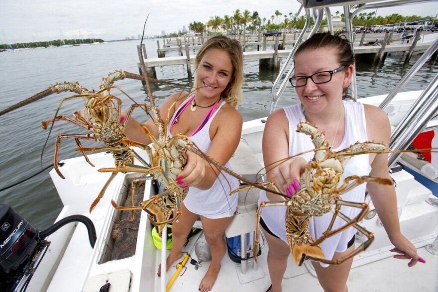 FILE: Spiny lobster is a South Florida favorite - and the state's most valuable seafood.RICHARD ELZEY/FLICKR