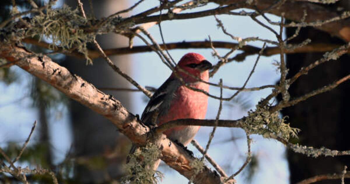This ‘fairyland’ bog is a beacon for winter birders – and a sponge for the climate