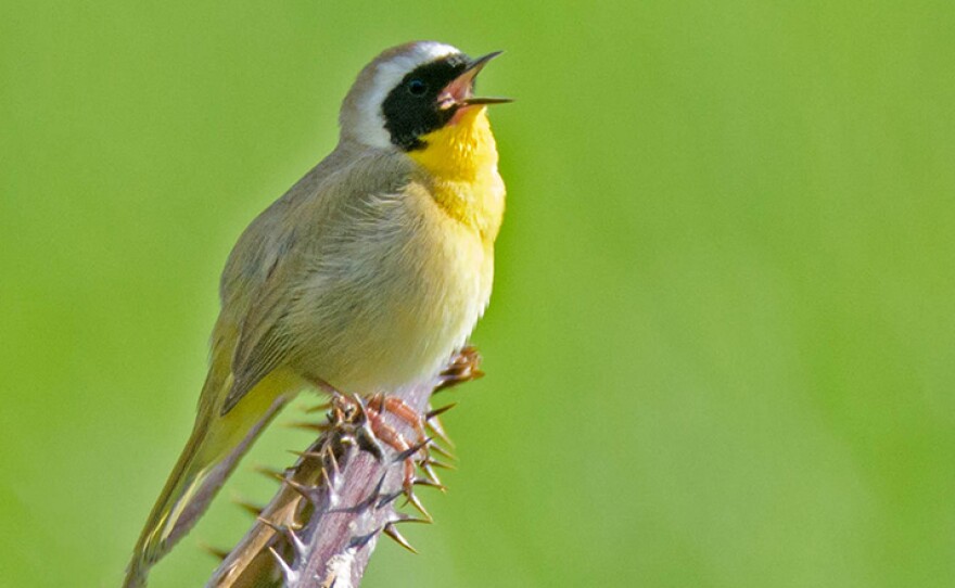 A male common yellowthroat.