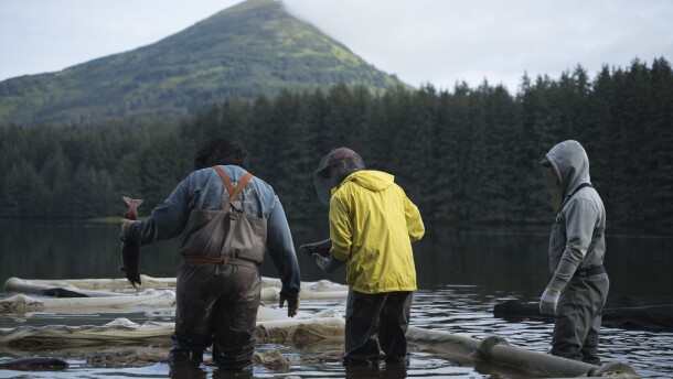 KRAA technicians examine sockeye salmon for spawning readiness at Afognak Lake on Aug. 18. The organization will potentially sign a moratorium to limit their egg takes of pink and chum salmon starting this fall.