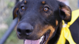 Sergeant Max is among the animals offered for adoption by Animal Control Services on July 10, 2026
