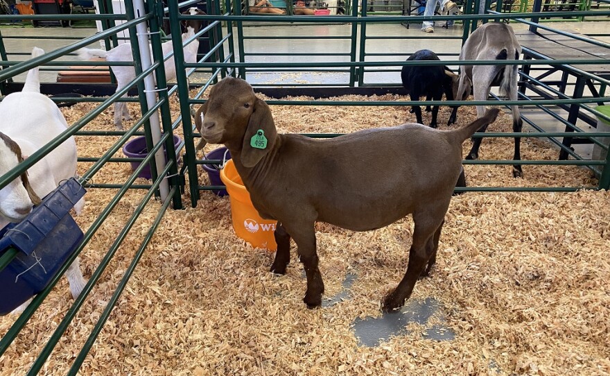 Goats are on display as part of the livestock exhibit at the Lane County Fair.