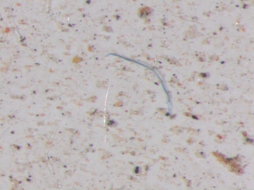 Example of microplastics found in rainwater samples from Colorado.