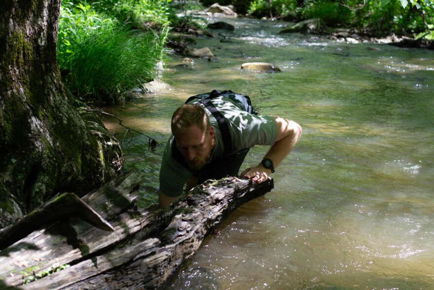 Polinski searches for wood turtles under a partially submerged log.