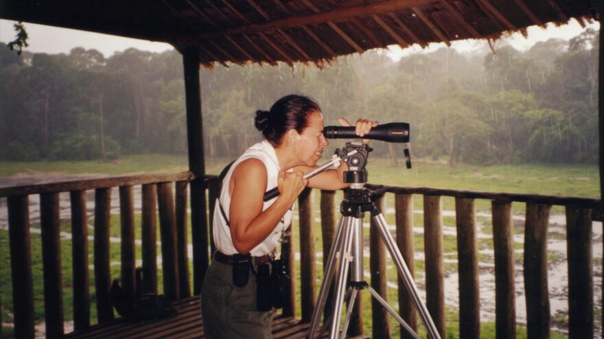 Andrea Turkalo looks through a scope in 2002 from the observation platform she built along the edge of the bai.