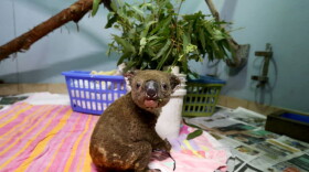 A koala named Paul recovers from his burns in the ICU on November 29, 2019 in Port Macquarie, Australia. Volunteers from the Koala Hospital have been working alongside National Parks and Wildlife Service crews searching for koalas following weeks of devastating fires across New South Wales and Queensland. (Nathan Edwards/Getty Images)