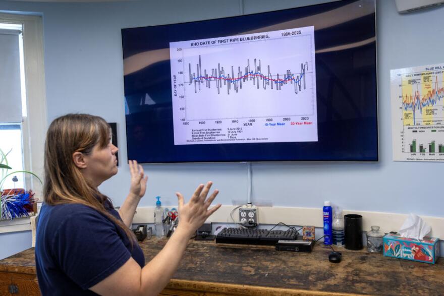 Amanda Joly, deputy chief observer at the Blue Hills Observatory, looks at a graph of over a century of recordings of the first ripe blueberries.  (Robin Lubbock/WBUR)