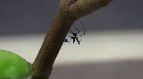 A mosquito used in research at the Hansen Lab.