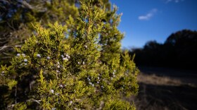 Ashe juniper trees, the primary cause of cedar fever, in Leander, Texas. Ashe juniper trees, the primary cause of cedar fever, in Leander, Texas.