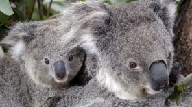 Maggie the female koala climbs a tree with her joey at Taronga Zoo in Sydney, Australia, on Sept. 1, 2011. (Rob Griffith/AP/File)